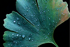 Ginkgo Biloba Extract