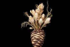 Rosa Damascena Extract