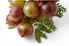 Phyllanthus Emblica Fruit Extract (Amla)